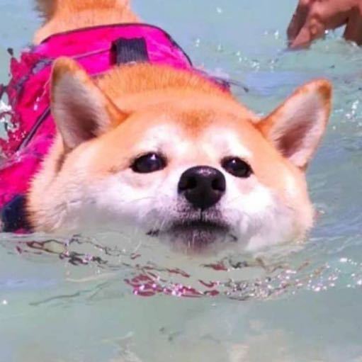 005uQ7ialy8ggzrjuh3wvj30e80e8dgd.jpg